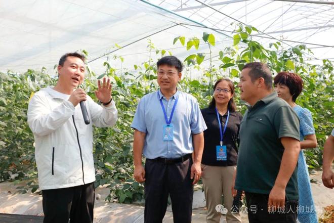 施蔬菜产值破亿！麻将胡了2柳城设(图1)